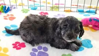 Justin, a male Cavapoo for sale in Tucson, AZ – 5 of 10