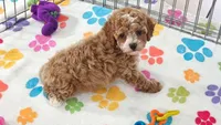 Lilly, a female Cavapoo and Poodle - Toy  for sale in Tucson, AZ – 8 of 10