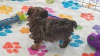 Jasmine, a female Yorkshire Terrier and Poodle - Toy  for sale in Tucson, AZ – 4 of 10