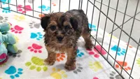 Rex, a male Havapoo for sale in Tucson, AZ – 10 of 10