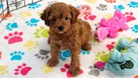 Dixie, a female Cavapoo for sale in Tucson, AZ – 8 of 10