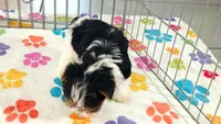Sam, a male Yorkshire Terrier for sale in Tucson, AZ – 10 of 10