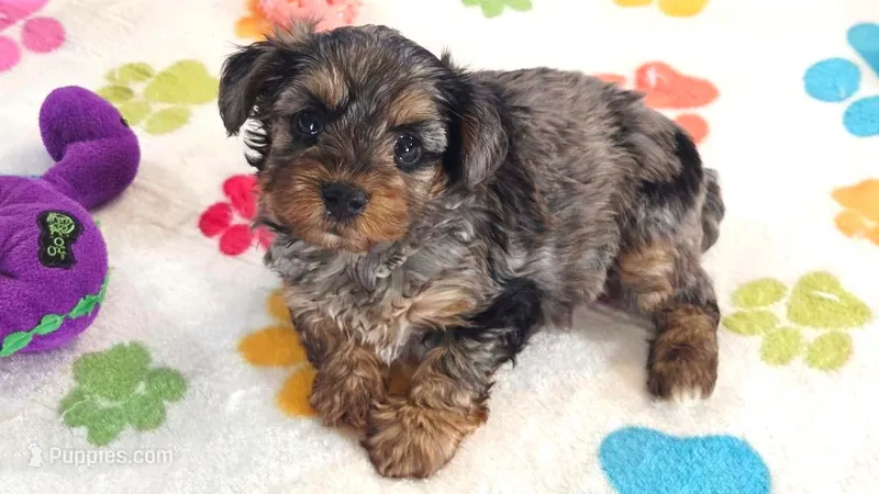Rocky – Yorkshire Terrier, Poodle - Toy  puppy for sale in Tucson, AZ