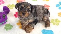 Rocky, a male Yorkshire Terrier and Poodle - Toy  for sale in Tucson, AZ – 1 of 10
