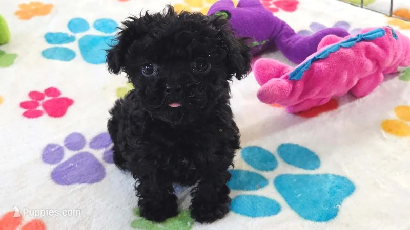 Cooper – Cavapoo, Poodle - Toy  puppy for sale in Tucson, AZ