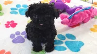 Cooper, a male Cavapoo and Poodle - Toy  for sale in Tucson, AZ – 1 of 10