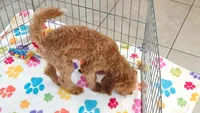 Otis, a male Cavapoo and Poodle - Miniature  for sale in Tucson, AZ – 5 of 10