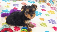 Luke, a male Yorkshire Terrier for sale in Tucson, AZ – 8 of 10