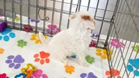 Harley, a female Cavapoo and Poodle - Toy  for sale in Tucson, AZ – 6 of 9