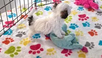 Penny, a female Havapoo for sale in Tucson, AZ – 10 of 10