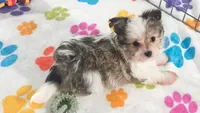 Duke, a male Maltese and Papillon for sale in Tucson, AZ – 9 of 10