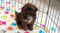Charlie, a male Shih Tzu and Poodle - Toy  for sale in Tucson, AZ – 3 of 9