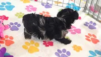 Connor, a male Yorkshire Terrier and Poodle - Toy  for sale in Tucson, AZ – 4 of 10