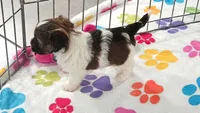 Tucker, a male Havashire for sale in Tucson, AZ – 7 of 10