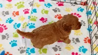 Otis, a male Cavapoo and Poodle - Miniature  for sale in Tucson, AZ – 8 of 10