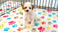 Gracie, a female Cavapoo and Poodle - Toy  for sale in Tucson, AZ – 6 of 10