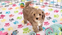 Bentley, a male Cavapoo for sale in Tucson, AZ – 4 of 10