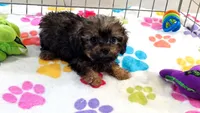 Ginger, a female Cavapoo and Poodle - Toy  for sale in Tucson, AZ – 8 of 10