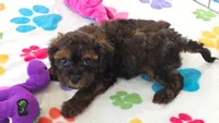 Rudy, a male Cavapoo and Poodle - Toy  for sale in Tucson, AZ – 5 of 9