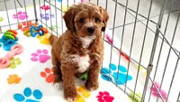 George, a male Cavapoo and Poodle - Toy  for sale in Tucson, AZ – 9 of 10