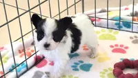 Baxter, a male Papillon for sale in Tucson, AZ – 3 of 9