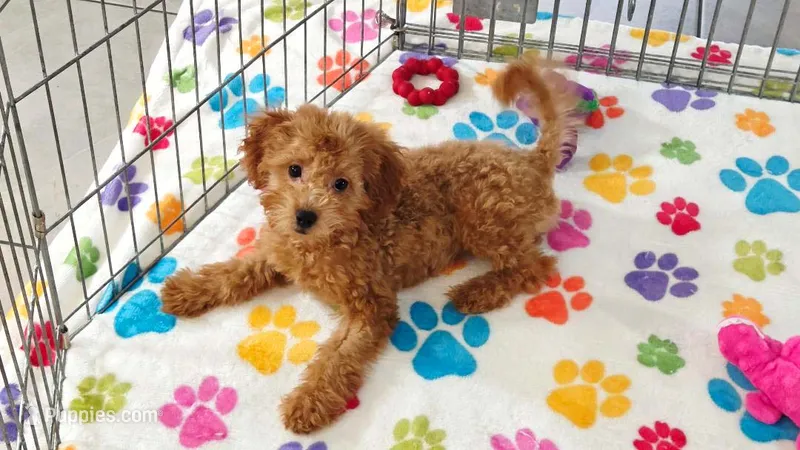 Amber – Cavapoo, Poodle - Miniature  puppy for sale in Tucson, AZ