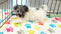 Hunter, a male Havapoo for sale in Tucson, AZ – 2 of 10