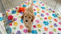 Frankie, a male Cavapoo and Poodle - Miniature  for sale in Tucson, AZ – 8 of 10