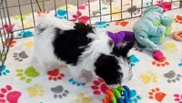 Baxter, a male Maltese and Papillon for sale in Tucson, AZ – 5 of 8