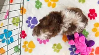 Leo, a male Cockapoo and Poodle - Toy  for sale in Tucson, AZ – 7 of 8