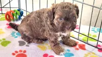 Charlie, a male Shih Tzu and Poodle - Toy  for sale in Tucson, AZ – 3 of 9
