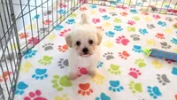 Roxie, a female Maltipoo for sale in Tucson, AZ – Photo 2 of 10