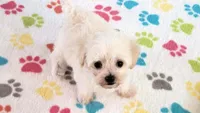 Roxie, a female Maltipoo for sale in Tucson, AZ – Photo 4 of 10
