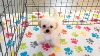 Roxie, a female Maltipoo for sale in Tucson, AZ – Photo 10 of 10