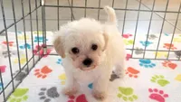 Roxie, a female Maltipoo for sale in Tucson, AZ – Photo 1 of 10