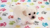 Roxie, a female Maltipoo for sale in Tucson, AZ – Photo 3 of 10