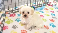 Roxie, a female Maltipoo for sale in Tucson, AZ – Photo 7 of 10