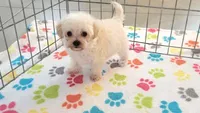 Roxie, a female Maltipoo for sale in Tucson, AZ – Photo 8 of 10