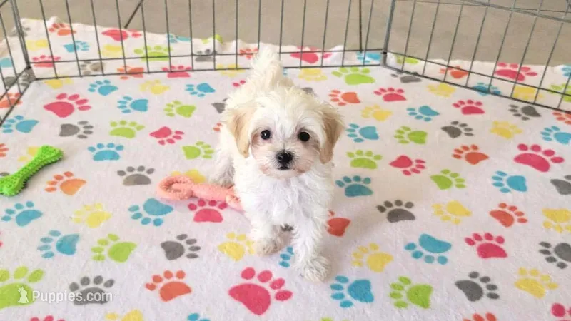 Roxie – Maltipoo puppy for sale in Tucson, AZ