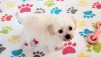 Roxie, a female Maltipoo for sale in Tucson, AZ – Photo 6 of 10