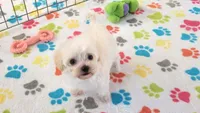 Roxie, a female Maltipoo for sale in Tucson, AZ – Photo 9 of 10