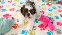 Ella, a female Shih Tzu and Poodle - Toy  for sale in Tucson, AZ – 8 of 10