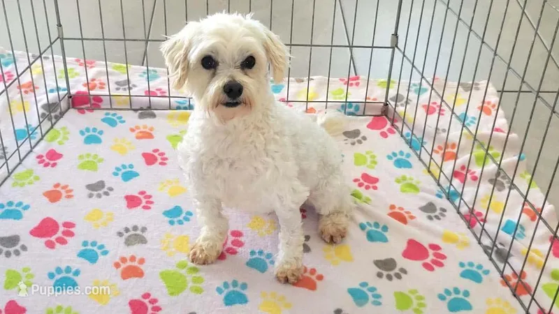 Andy – Maltese puppy for sale in Tucson, AZ