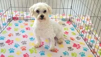 Andy, a male Maltese for sale in Tucson, AZ – Photo 1 of 8