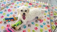 Andy, a male Maltese for sale in Tucson, AZ – Photo 3 of 8