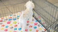 Joey, a male Maltipoo for sale in Tucson, AZ – 5 of 9