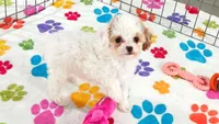 Harley, a female Cavapoo and Poodle - Toy  for sale in Tucson, AZ – 7 of 9