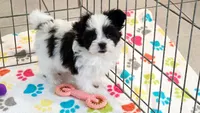 Ace, a male Maltese and Papillon for sale in Tucson, AZ – 6 of 9
