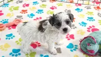 Maya, a female Havapoo for sale in Tucson, AZ – 2 of 10