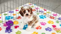 Buck, a male Cavapoo and Poodle - Toy  for sale in Tucson, AZ – 10 of 10